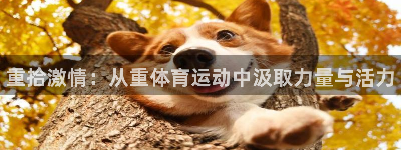 蜘蛛体育回放：重拾激情：从重体育运动中汲取力量与活力